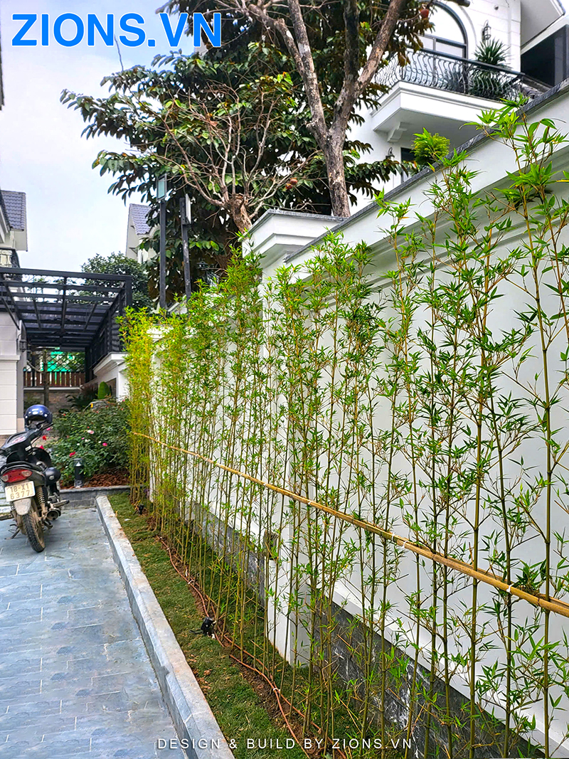 vườn bên hông nhà